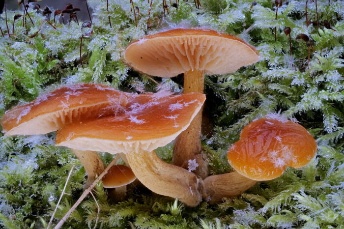 Flammulina velutipes – Gemeiner Samtfußrübling, hier ist nichts gestellt, ein Traumphoto – Pilze mit Schneesternen