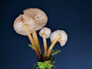 Flammulina velutipes &ndash; Gemeiner Samtfu&szlig;r&uuml;bling, der Blick unter den Hut zeigt die weit stehenden Lamellen