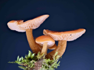 Flammulina velutipes &ndash; Gemeiner Samtfu&szlig;r&uuml;bling, eine tolle Gruppe im Studio