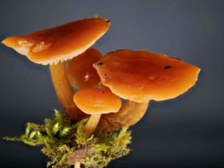 Flammulina velutipes &ndash; Gemeiner Samtfu&szlig;r&uuml;bling, die H&uuml;te sind typischerweise etwas schmierig