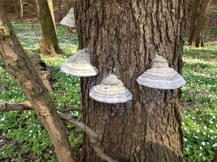 Fomes fomentarius – Echter Zunderschwamm, Prachtexemplare mit 20 cm Breite an einem Laubbaum