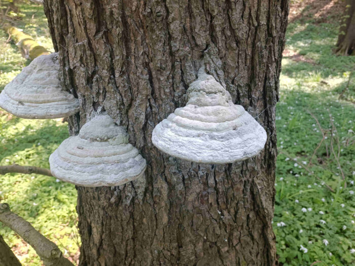 Fomes fomentarius – Echter Zunderschwamm, wieder die 3 Pilze, diesmal beim Sporenabwurf, die Hutoberfläche ist auch grau