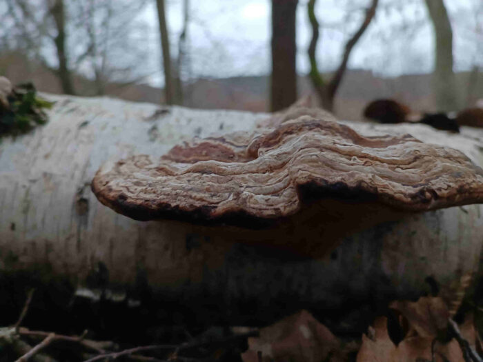 Fomes fomentarius – Echter Zunderschwamm, der Zunderschwamm wächst auch häufig auf Birke