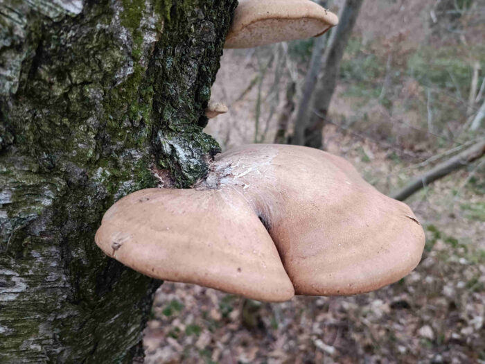 Fomitopsis betulina – Birkenporling, diese Pilz hatte schon Ötzi mit im Gepäck