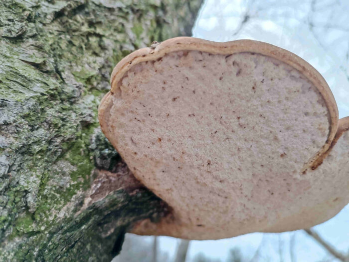 Fomitopsis betulina – Birkenporling, frischer Birkenporling