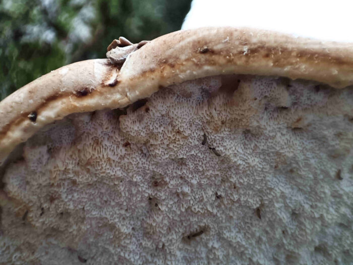 Fomitopsis betulina – Birkenporling, alte Exemplare, Blick auf die Poren