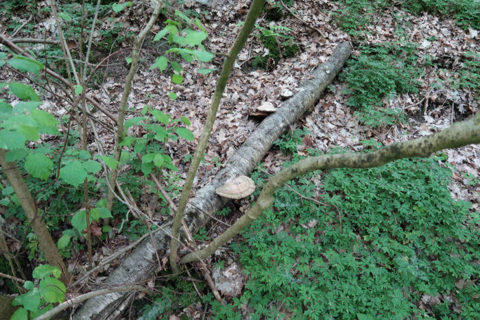 Fomitopsis betulina – Birkenporling, diese Pilze wachsen auf Totholz der Birke