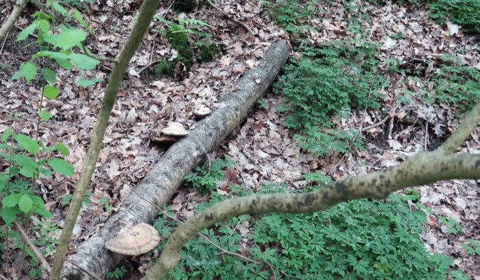 Fomitopsis betulina – Birkenporling, getrocknet und als Aufguss hilft dieser Pilz bei Magen-Darm-Problemen