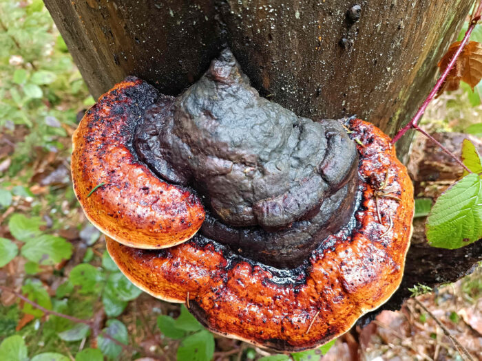 Fomitopsis pinicola – Rotrandiger Baumschwamm, mit typischer Färbung, braunschwarz, rötlich, weiß am Rand