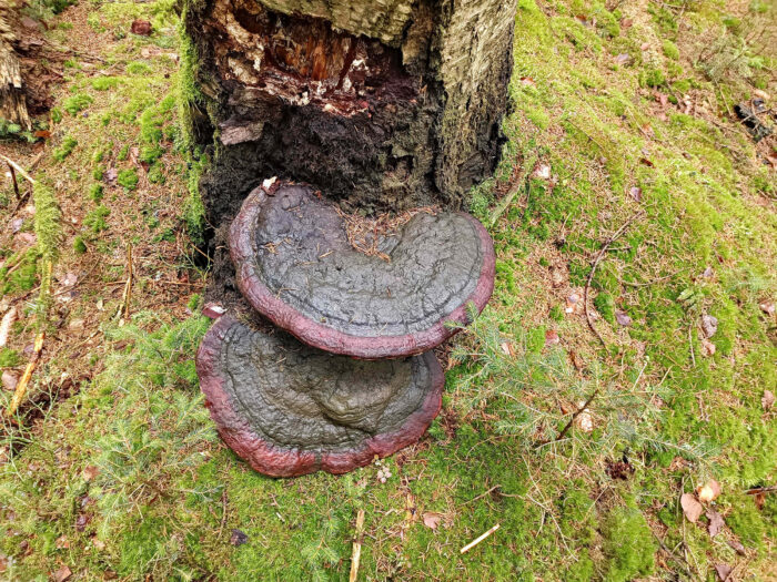 Fomitopsis pinicola – Rotrandiger Baumschwamm, 2 riesige, 35 cm breite Exemplare