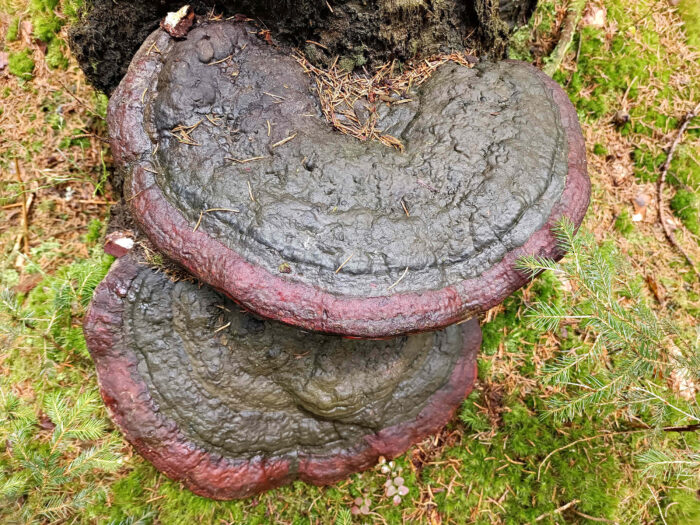 Fomitopsis pinicola – Rotrandiger Baumschwamm, große, sehr alte Exemplare