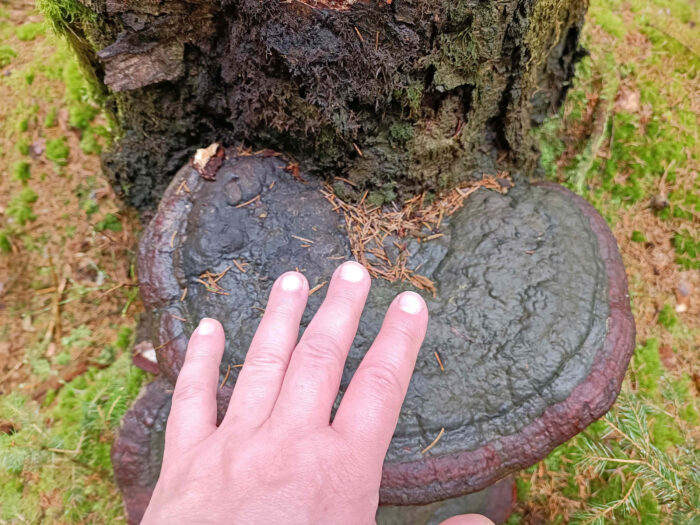 Fomitopsis pinicola – Rotrandiger Baumschwamm, Größenvergleich mit der Hand eines Erwachsenen