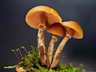 Galerina marginata &ndash; Gifth&auml;ubling, Studioaufnahme, der hygrophane Hut ist feucht und somit dunkel gef&auml;rbt