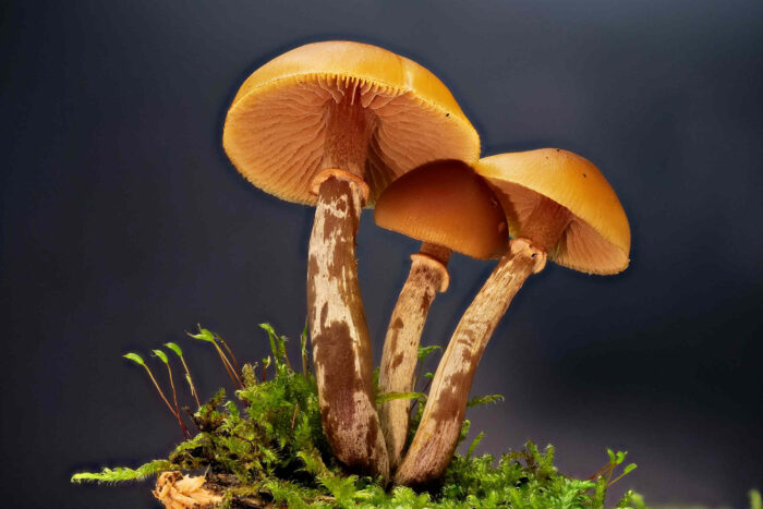 Galerina marginata – Gifthäubling, Studioaufnahme, der hygrophane Hut ist feucht und somit dunkel gefärbt