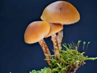 Galerina marginata &ndash; Gifth&auml;ubling, Studioaufnahme, der hygrophane Hut ist feucht und somit dunkel gef&auml;rbt