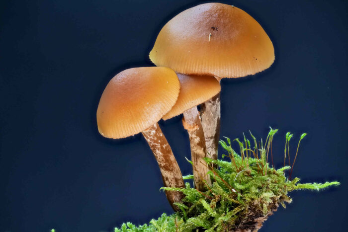 Galerina marginata – Gifthäubling, Studioaufnahme, der hygrophane Hut ist feucht und somit dunkel gefärbt