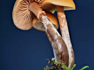 Galerina marginata &ndash; Gifth&auml;ubling, alleiniges Unterscheidungsmerkmal zum Stockschw&auml;mmchen ist der silbrig, l&auml;ngsfaserige Stiel