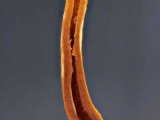 Galerina marginata &ndash; Gifth&auml;ubling, der Stiel ist hohl