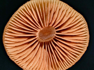 Galerina marginata &ndash; Gifth&auml;ubling, Blick in die Lamellen