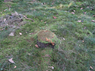 Galerina marginata &ndash; Gifth&auml;ubling, Fundort ist ein Fichtenbaumstumpf