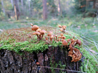 Galerina marginata &ndash; Gifth&auml;ubling, w&auml;chst meist, jedoch nicht immer, auf totem Nadelholz