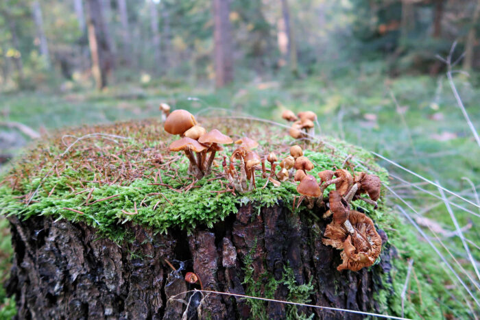 Galerina marginata – Gifthäubling, wächst meist, jedoch nicht immer, auf totem Nadelholz