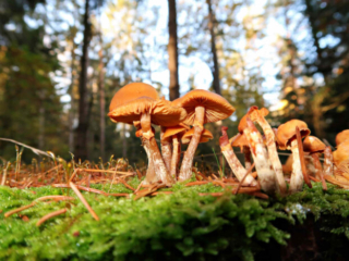 Galerina marginata &ndash; Gifth&auml;ubling, ist ein t&ouml;dlich giftiger Pilz und der Verwechsler zum Stockschw&auml;mmchen