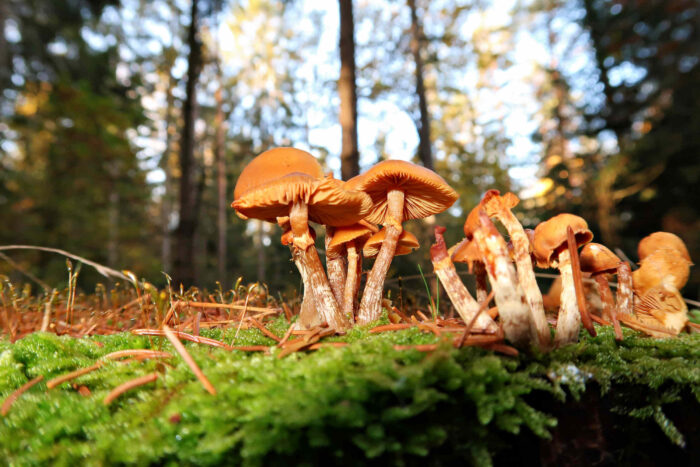 Galerina marginata – Gifthäubling, ist ein tödlich giftiger Pilz und der Verwechsler zum Stockschwämmchen