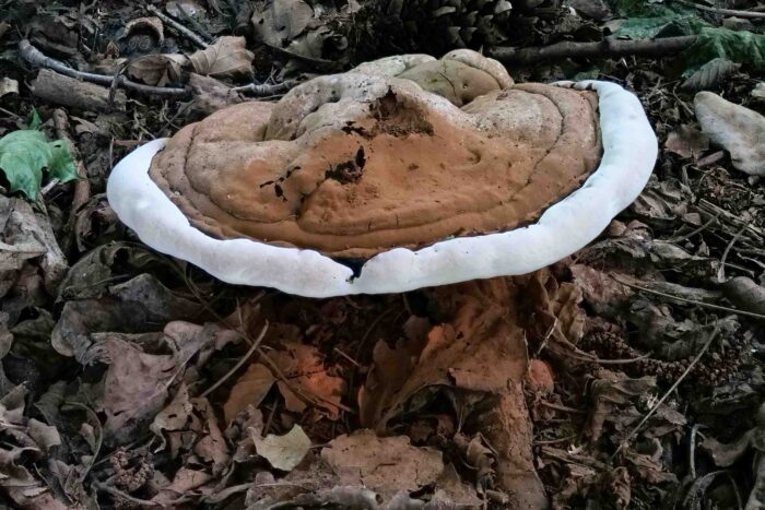 Ganoderma applanatum – Flacher Lackporling, die lackartige Oberfläche liegt voll braunem Sporenpulver, der weiße Rand ist typisch