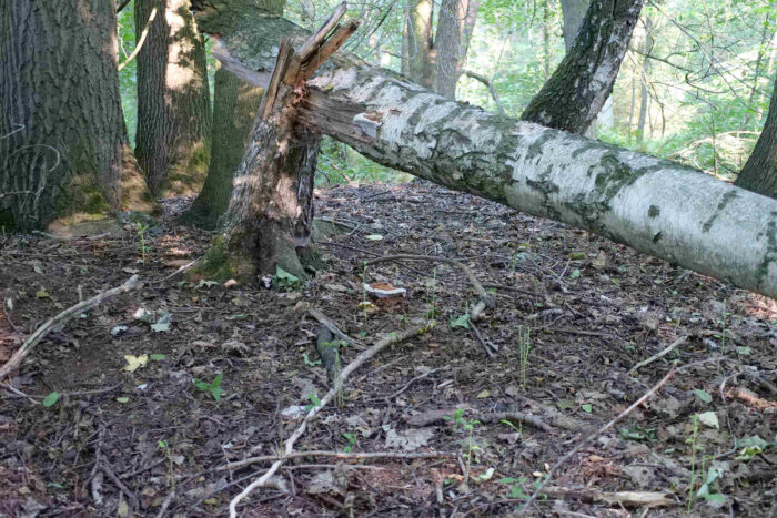 Ganoderma applanatum – Flacher Lackporling, selten findet man Fruchtkörper, welche auf am Boden liegendem Holz wachsen