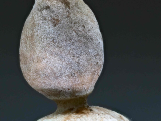 Geastrum quadrifidum – Kleiner Nest-Erdstern, Makroaufnahme des Sporenbehälter mit der bewimperten Öffnung oben