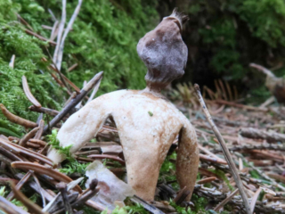 Geastrum quadrifidum – Kleiner Nest-Erdstern, der Namen Erdstern könnte treffender nicht sein