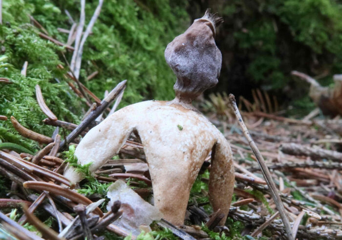 Geastrum quadrifidum – Kleiner Nest-Erdstern, der Namen Erdstern könnte treffender nicht sein