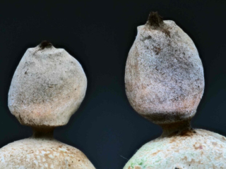 Geastrum quadrifidum – Kleiner Nest-Erdstern, Makroaufnahme des Sporenbehälter