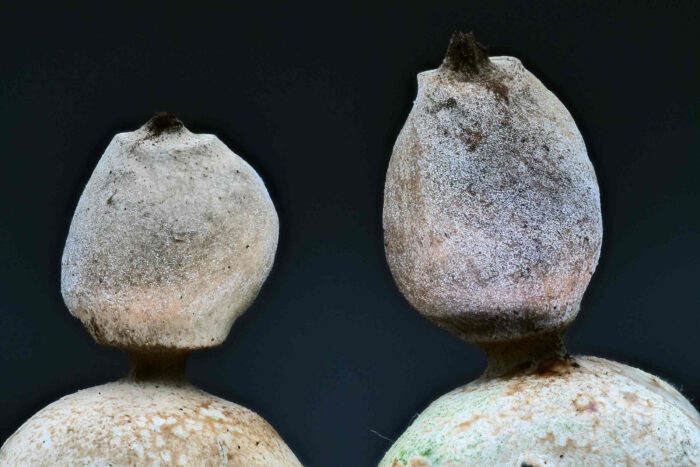 Geastrum quadrifidum – Kleiner Nest-Erdstern, Makroaufnahme des Sporenbehälter