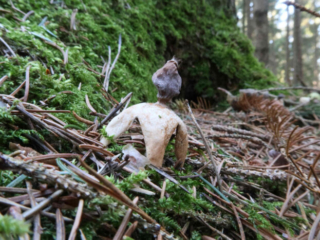 Geastrum quadrifidum – Kleiner Nest-Erdstern, Erdsterne sind immer wieder schöne Funde
