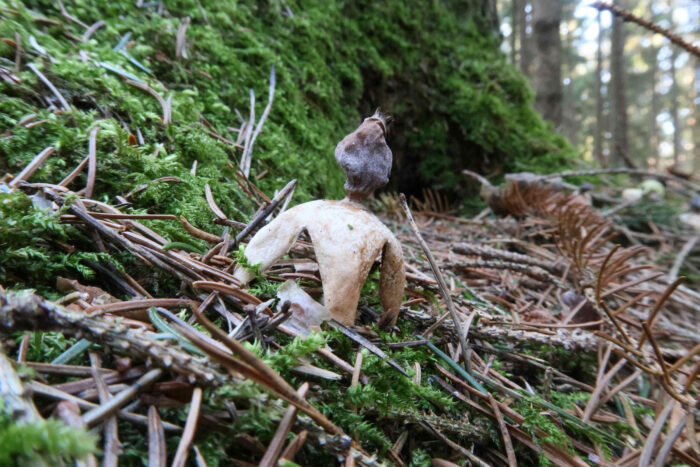 Geastrum quadrifidum – Kleiner Nest-Erdstern, Erdsterne sind immer wieder schöne Funde