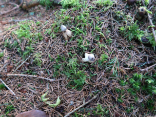 Geastrum quadrifidum – Kleiner Nest-Erdstern, meist sind die Pilze in Gruppen zu finden