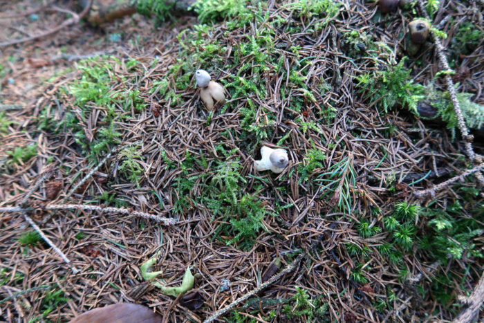 Geastrum quadrifidum – Kleiner Nest-Erdstern, meist sind die Pilze in Gruppen zu finden