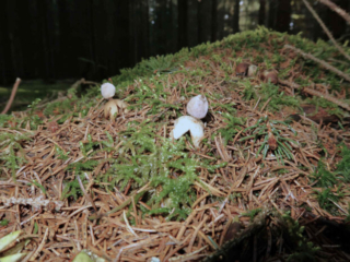 Geastrum quadrifidum – Kleiner Nest-Erdstern, Fund auf Nadelstreu im Fichtenwald