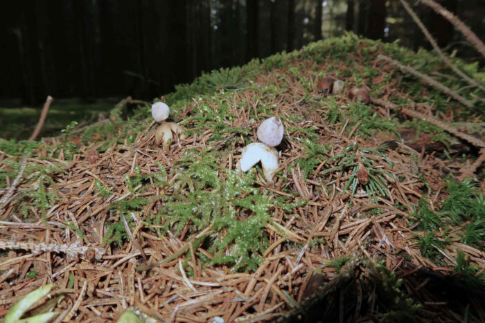 Geastrum quadrifidum – Kleiner Nest-Erdstern, Fund auf Nadelstreu im Fichtenwald