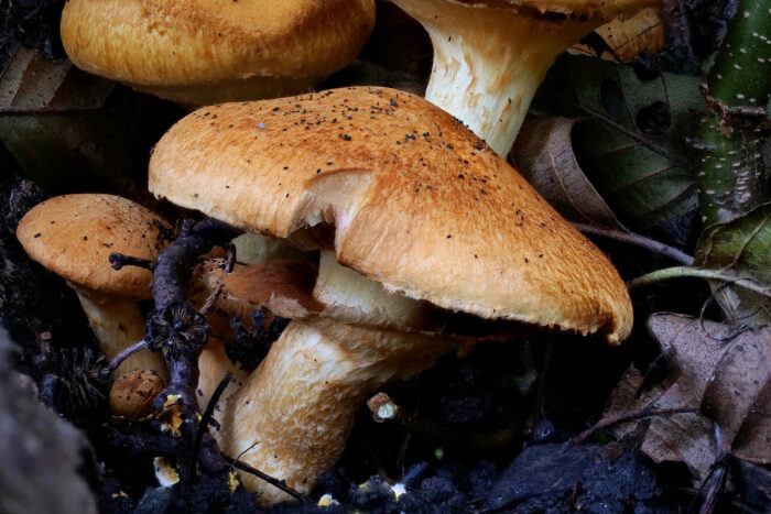 Gymnopilus junonius – Beringter Flämmling, auf dem Stielring liegt braunes Sporenpulver