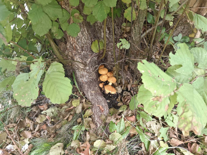 Gymnopilus junonius – Beringter Flämmling, hier an einem Baum wachsend