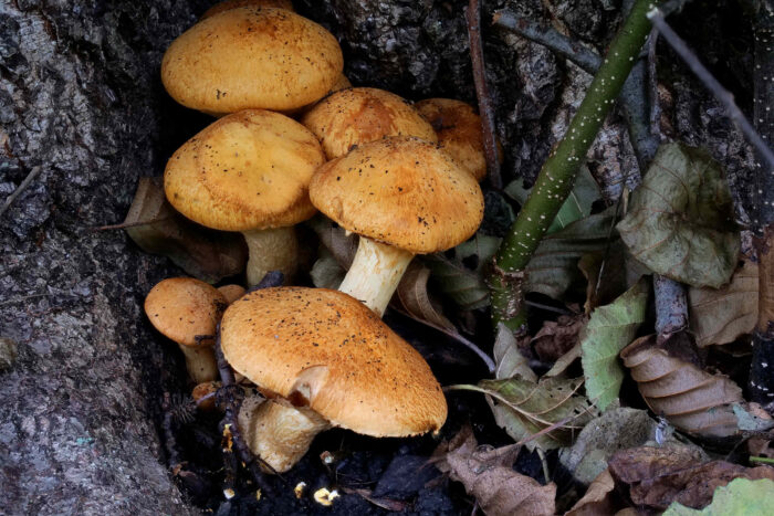 Gymnopilus junonius – Beringter Flämmling, schöne Gruppe an einem Baum wachsend