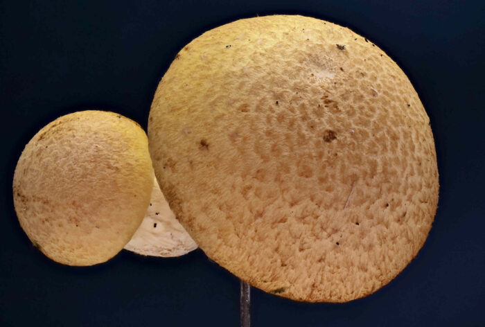 Gymnopilus junonius – Beringter Flämmling, die Hutoberfläche ist leicht schuppig