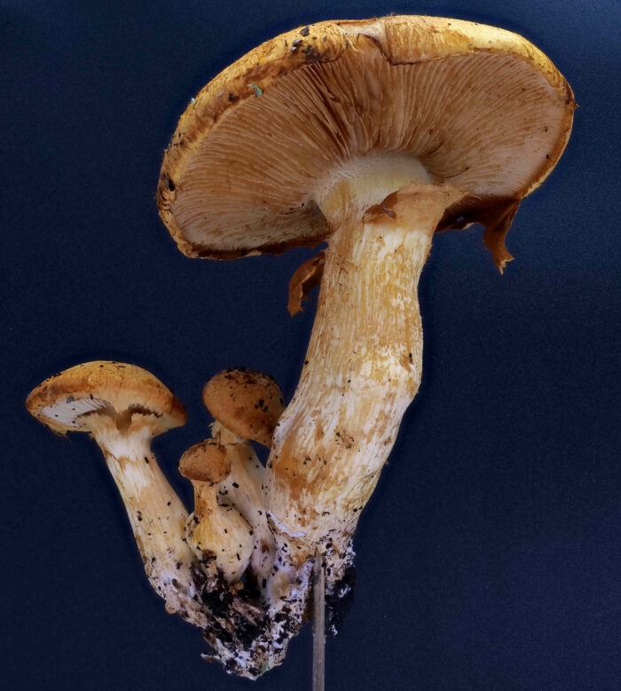 Gymnopilus junonius – Beringter Flämmling, schön sieht man den namensgebenden Ring am Stiel