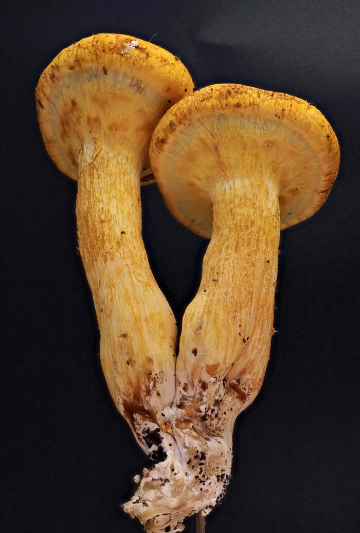 Gymnopilus junonius – Beringter Flämmling, junge Exemplare mit von geschlossenem Velum partiale