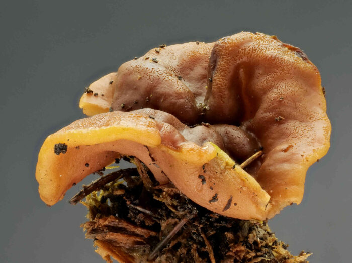 Gyromitra ancilis – Scheibenlorchel, Makroaufnahme im Studio, typische Färbung