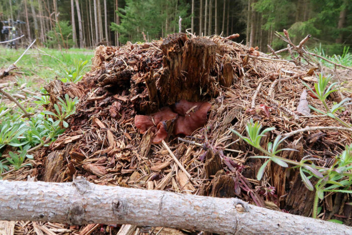 Gyromitra ancilis – Scheibenlorchel, wirklich schöne Exemplare