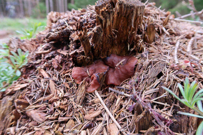 Gyromitra ancilis – Scheibenlorchel, die Pilze sind typische Frühjahrspilze